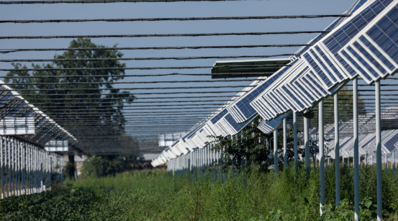 agrivoltaico e biodiversità