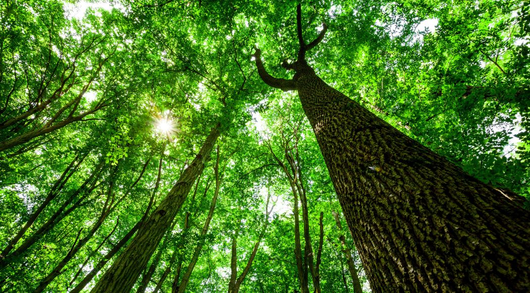 Conifere o latifoglie? Uno studio spiega le foreste che raffreddano davvero l’Europa