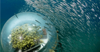 Nemo's Garden