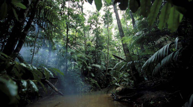 amazzonia