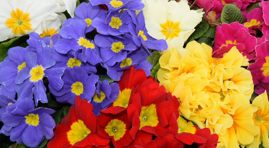 I fiori colorati